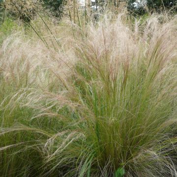 Stipa tenuifolia Pony Tails