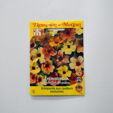Thunbergia alata Salmon Shades em sementes