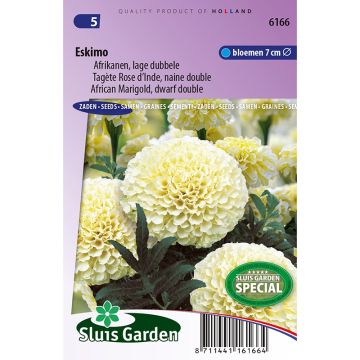 Cravo-túnico anão Eskimo em sementes - Tagetes erecta var. Nana