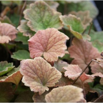 Tellima grandiflora Rubra