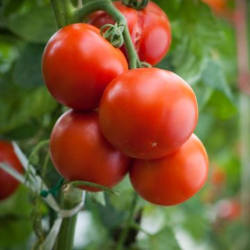 Tomate Agora F1 plantas jovens
