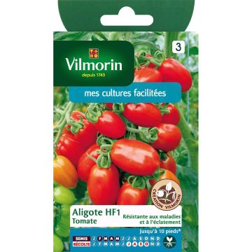 Tomate Aligote F1 Vilmorin