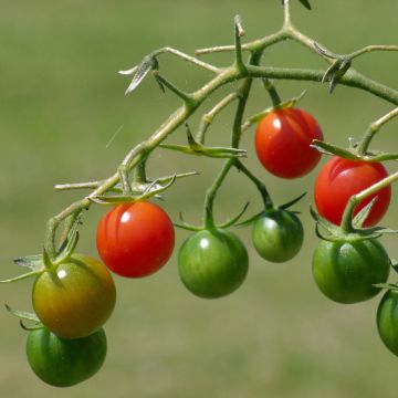 Tomate-cereja Apero F1 plantas jovens enxertadas biológicas