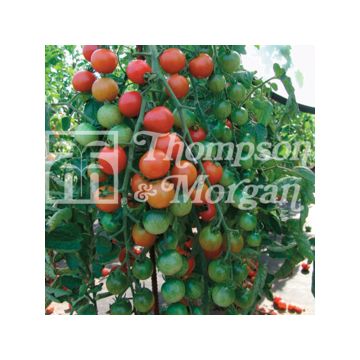 Tomate-cereja Cherrola F1