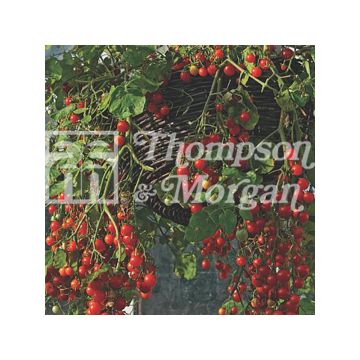 Tomate-cereja Cherry Cascade