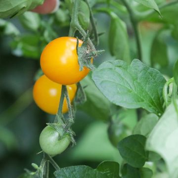 Tomate-cereja Gold Nugget em plantas