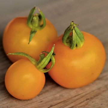 Tomate Goldene Königin Bio - Ferme de Sainte Marthe