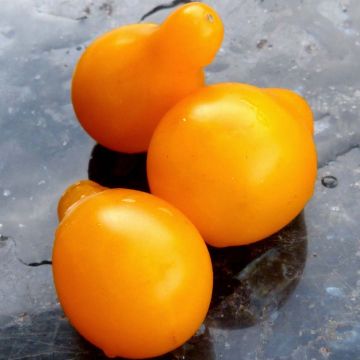 Tomate-cereja pera amarela Pera Amarela plantas jovens