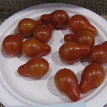 Tomate-cereja Pera Vermelha plantas jovens