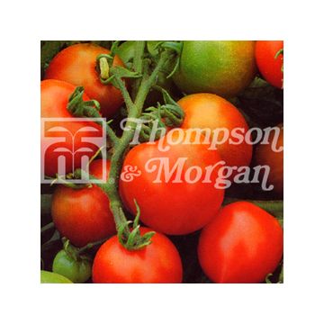 Tomate-cereja Red Alert