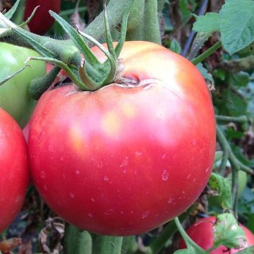 Tomate Crimson Crush plantas jovens ENXERTADAS