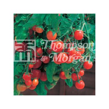Tomate-cereja Tumbling Tom Red
