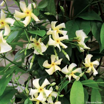 Trachelospermum asiaticum Chili & Vanilla - Jasmim falso amarelo