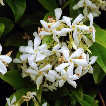 Trachelospermum jasminoïdes Star Of Venice - Jasmim de leite