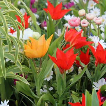 Coleção de 20 túlipas plurifloras