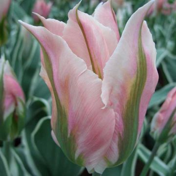 Tulipa viridiflora China Town