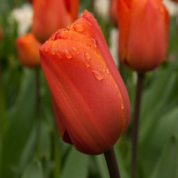 Tulipa Triunfo Annie Schilder