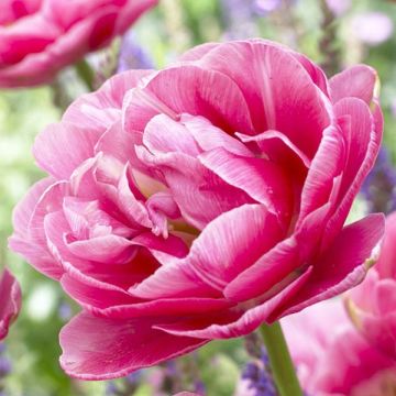 Tulipa Dobrada tardia Aveyron