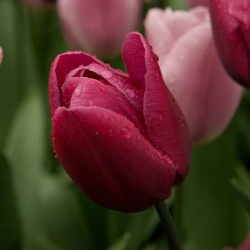 Tulipa Triunfo Blue Ribbon