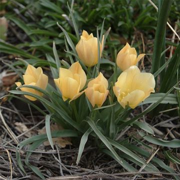 Tulipa batalinii Bright Gem