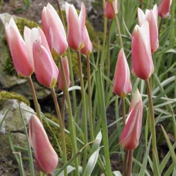 Tulipa clusiana Lady Jane