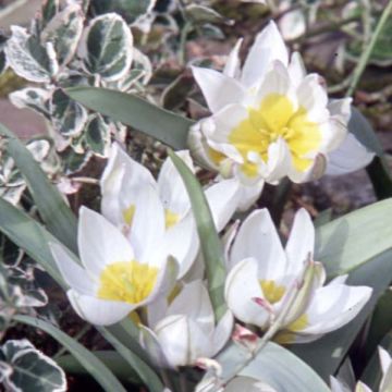 Tulipa polychroma