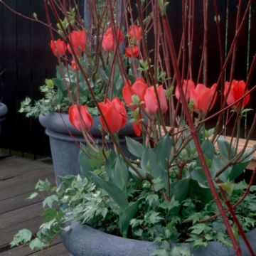 Tulipa Triunfo Cassini