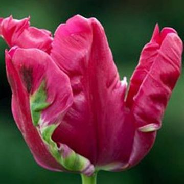 Tulipa Papagaio Cerise Parrot