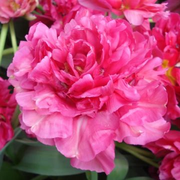 Tulipa Dobrada tardia Chato