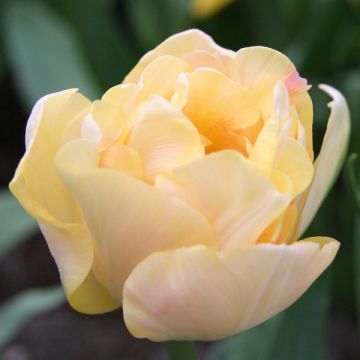 Tulipa Dobrada tardia Charming Lady