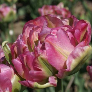 Tulipa viridiflora Groenland Double