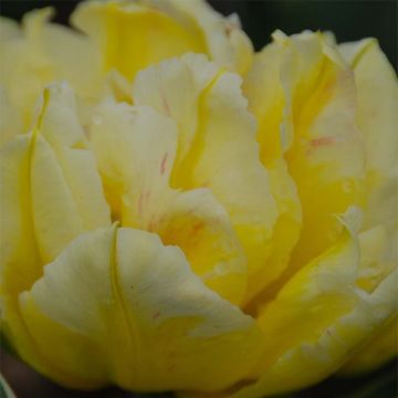 Tulipa Dobrada precoce Monte Beau