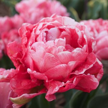 Tulipa Dobrada precoce Sweet Amy