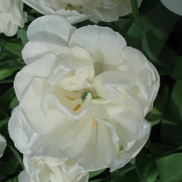 Tulipa Dobrada tardia White Heart