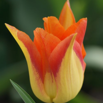 Tulipa Lírio Moonblush