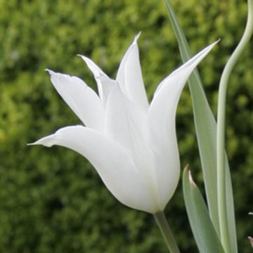 Tulipa Lírio Sapporo