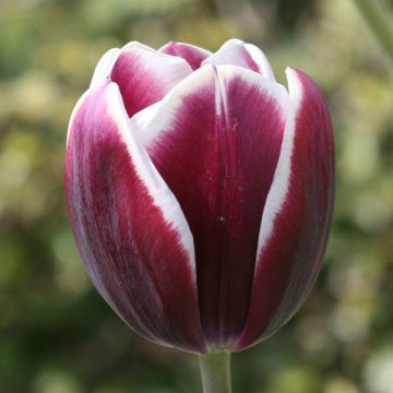 Tulipa Triunfo Fontainebleau