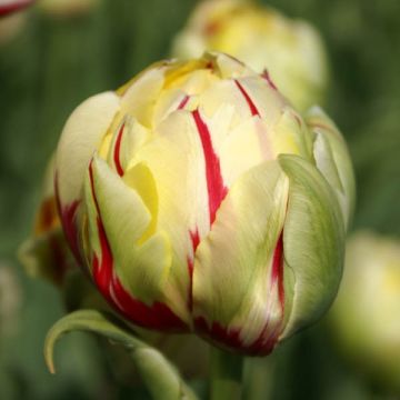 Tulipa Dobrada Precoce Glamour
