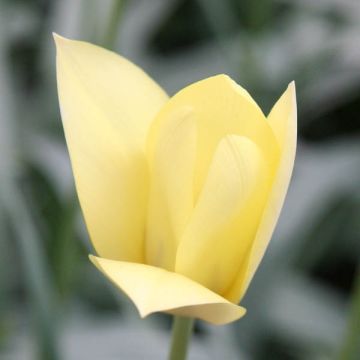 Tulipa clusiana Honky Tonk
