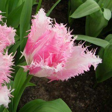 Tulipa com franja Huis Ten Bosch