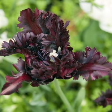 Tulipa Papagaio Black Parrot