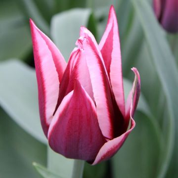 Tulipa Triunfo Rajka