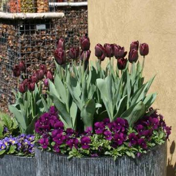 Tulipa Simples tardia Recreado