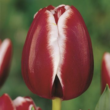 Tulipa Triunfo Armani