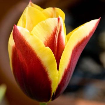 Tulipa Triunfo Kees Nelis