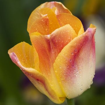 Tulipa Triunfo Salmon Dynasty