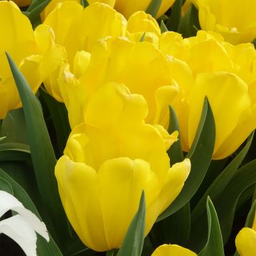 Tulipa Triunfo Shooting Star