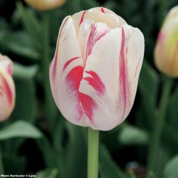 Tulipa Simples tardia Sorbet
