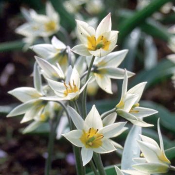 Tulipa turkestanica