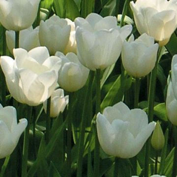 Tulipa Triunfo White Dream